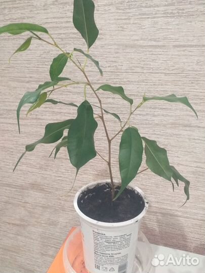 Фикус бенджамина