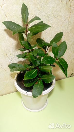 Лавровый лист