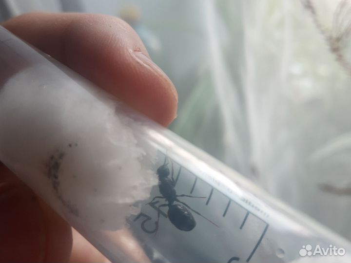 Messor structor степные муравьи жнецы