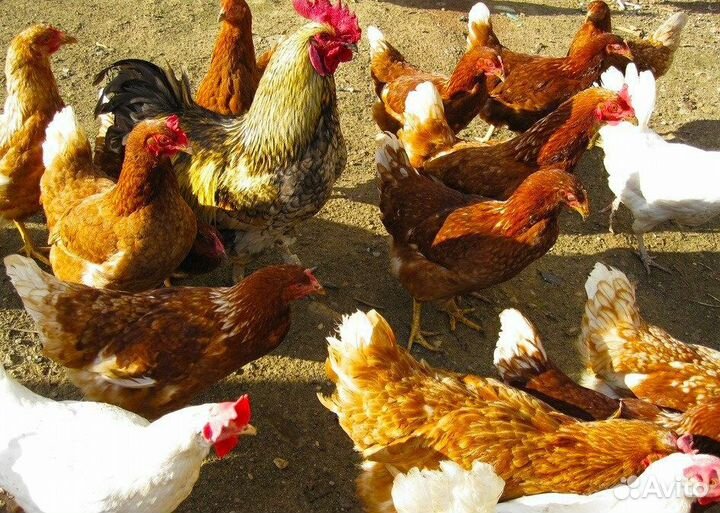 Инкубационное яйцо домашних курочек