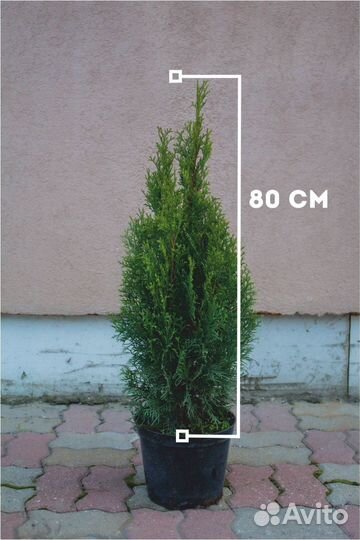 Туя смарагд