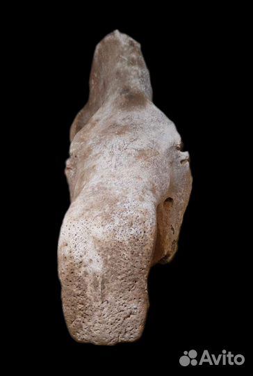 Череп вымершего шерстистого (74 см) / Окаменелости