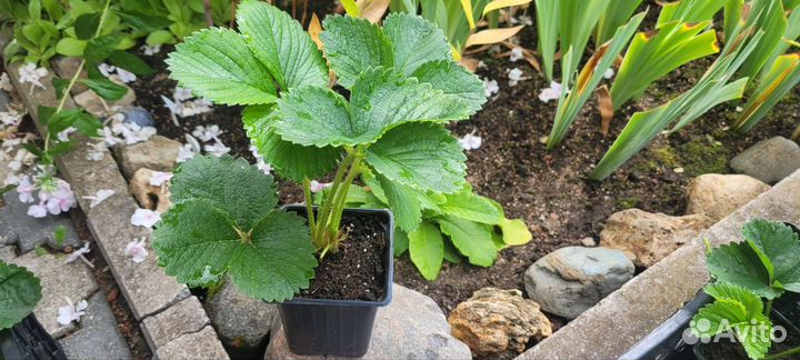 Рассада клубники. Более 50 сортов. Новинки 2023