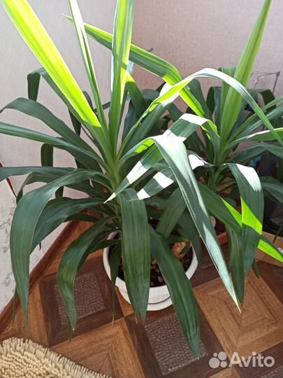 Замиокулькас, юкка, драцена и фикус