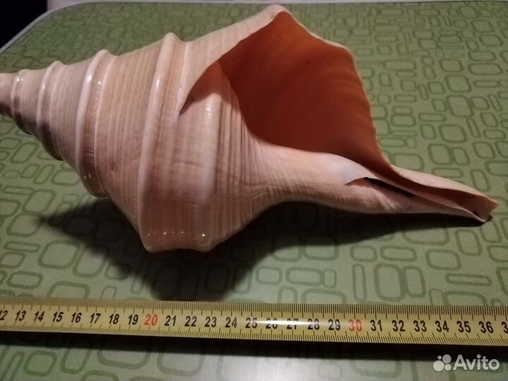 Раковина Австралийский Трубач 30 см