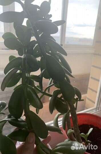 Денежное дерево