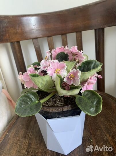 Фиалка цветущая