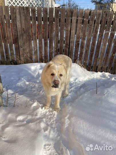 Алабай в дар