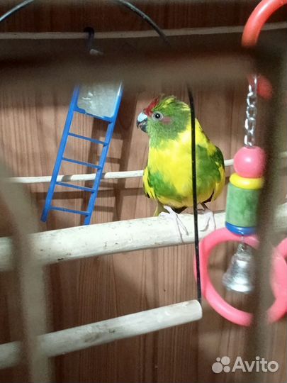 Попугай какарик