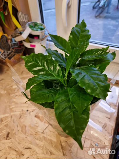 Коффея (арабика)комнатные растения