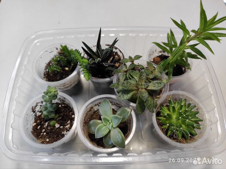 Суккуленты набор