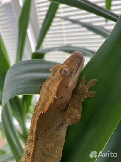 Реснитчатый бананоед