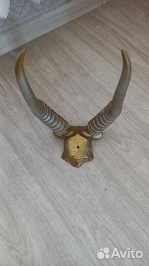 Рога косули