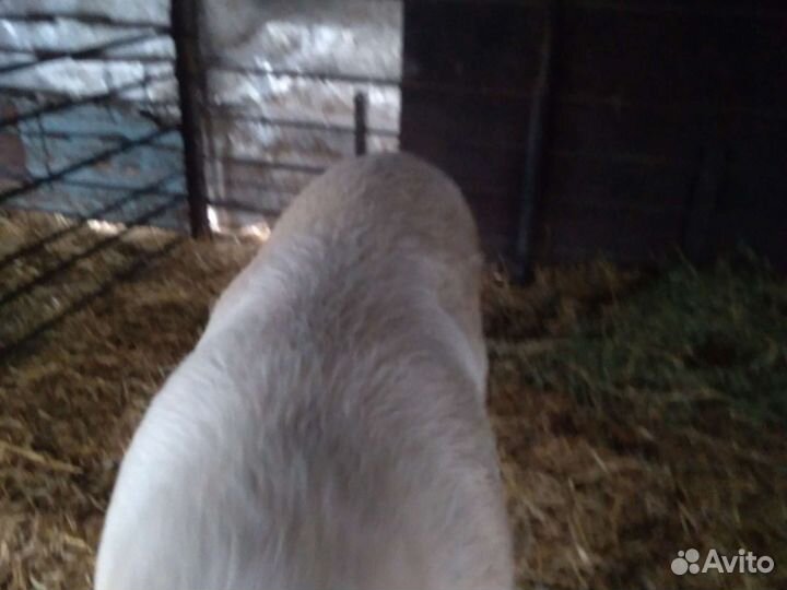 Рабочий хрячёк