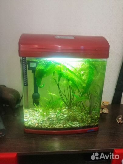 Аквариум