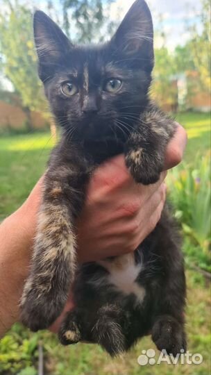 Подарим умных котят