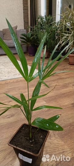 Пальма Вашингтония