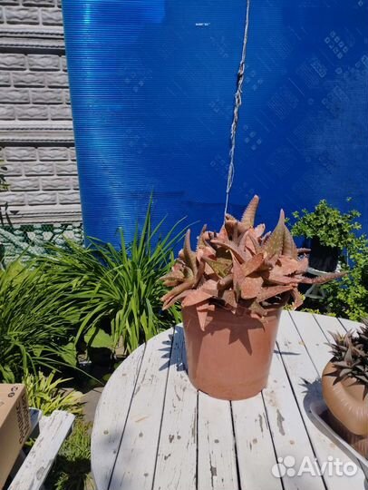 Суккуленты Алое бордовый, хавортия извилистая