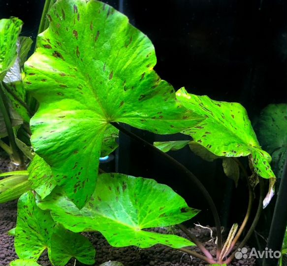 Нимфея - Nymphaea растение в аквариум