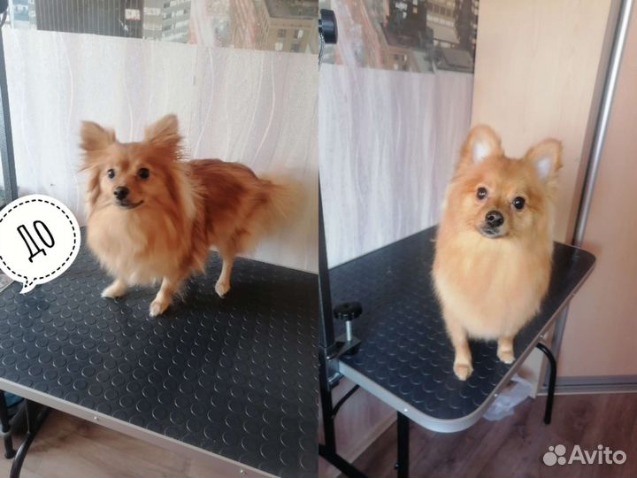 Стрижка собак