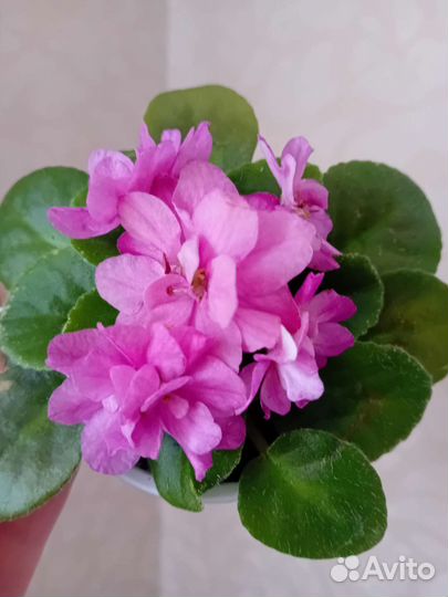 Цветущие фиалки