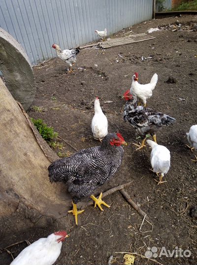 Молодые петух