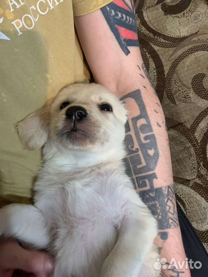 Щенки лабрадора