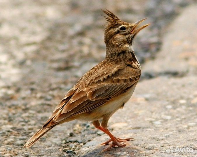 Певчие птицы