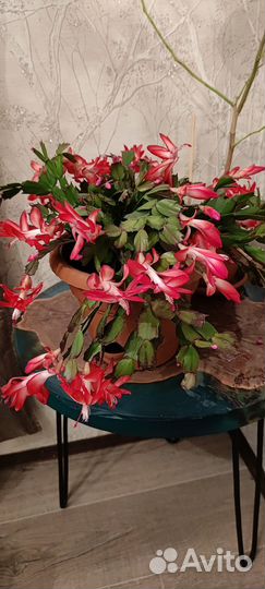 Цветок декабрист