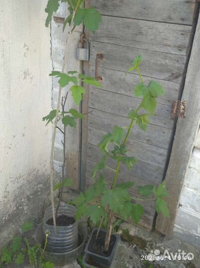 Калина и рябинник рябинолистный, роза.ежемалина