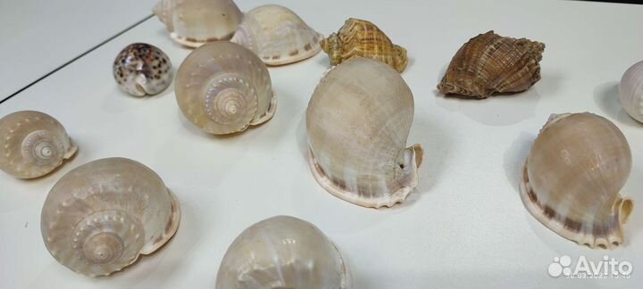 Морские ракушки раковины