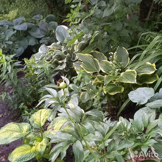 Сортовые хосты для озеленения и коллекции