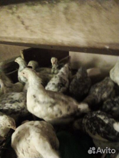 Курочки молодки пушкинской породы