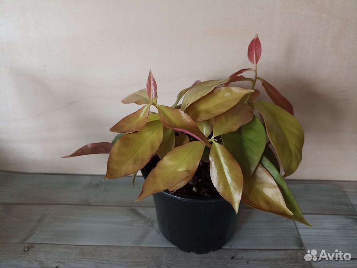 Перексия- листовой кактус