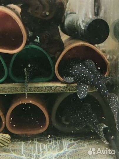 Номерные сомы, анциструсы, трубки для сомов