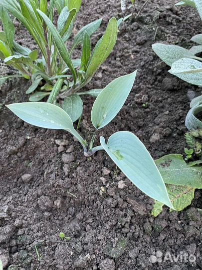 Хоста и хоста мини