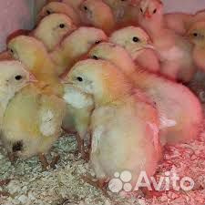 Куры несушки, броллеры