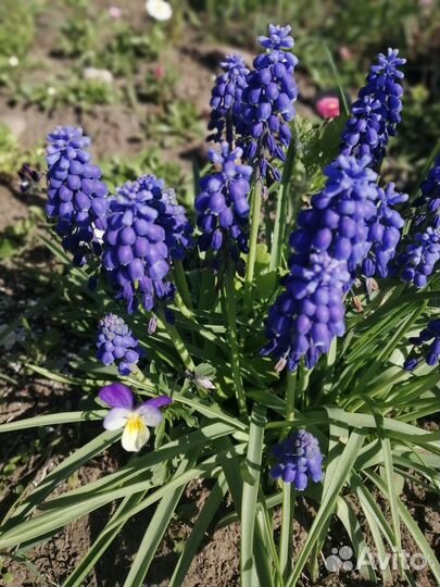 Луковицы нарциссов и мускари