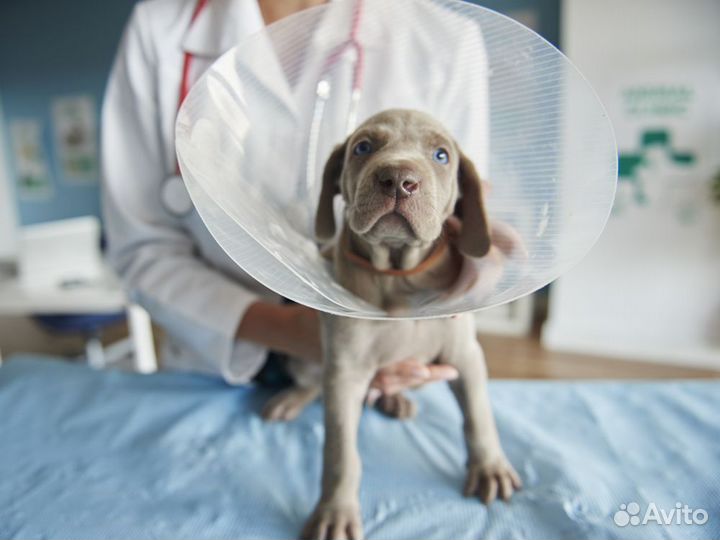 Кастрация кобелей, от 4 месяцев, есть стационар