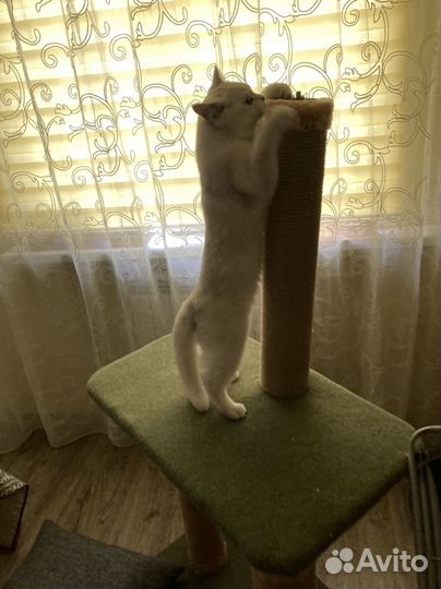 Когтеточка для кошек бу