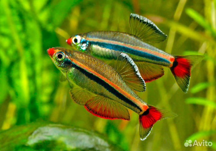 Разные аквариумные рыбки