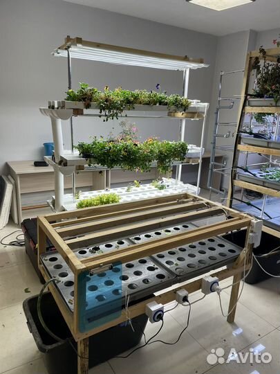 Микрозелень Гидропонная ферма микрозелени