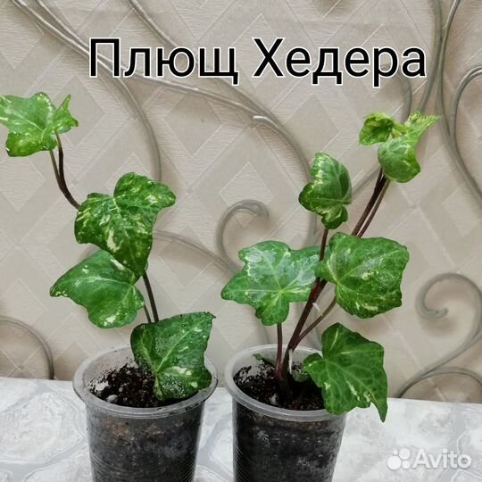 Комнатные растения