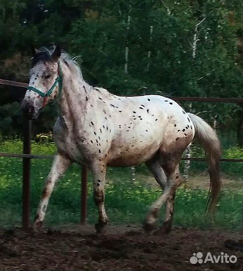 Продается Жеребец Чубарый на племя