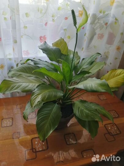 Спатифиллум