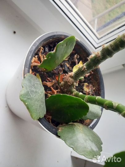 Каланхоэ белое бесплатно