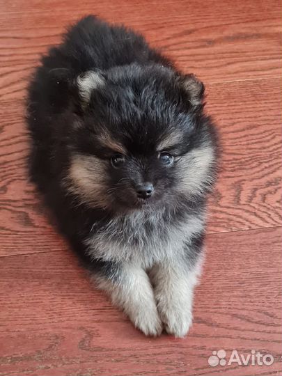 Щенки шпица