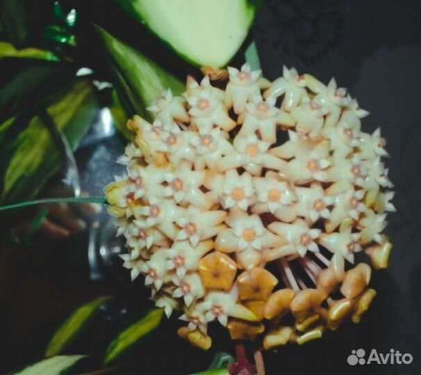 Verticillata cv. white center