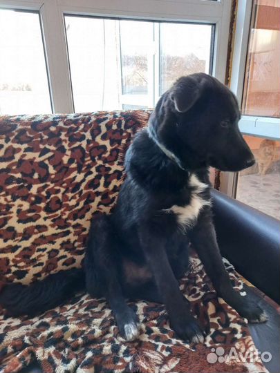 Метис овчарки