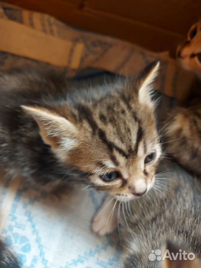 Кошка